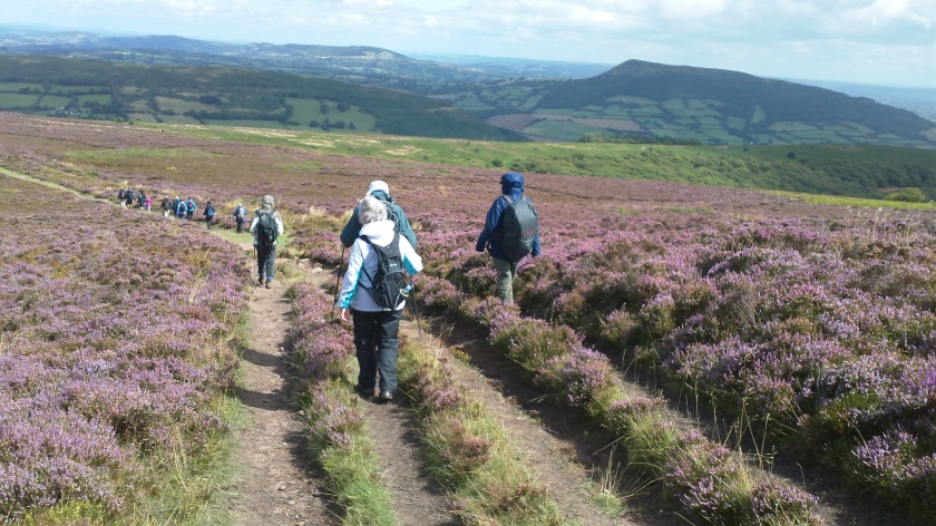 Group begin their descent through thebeautiful heather scenery.